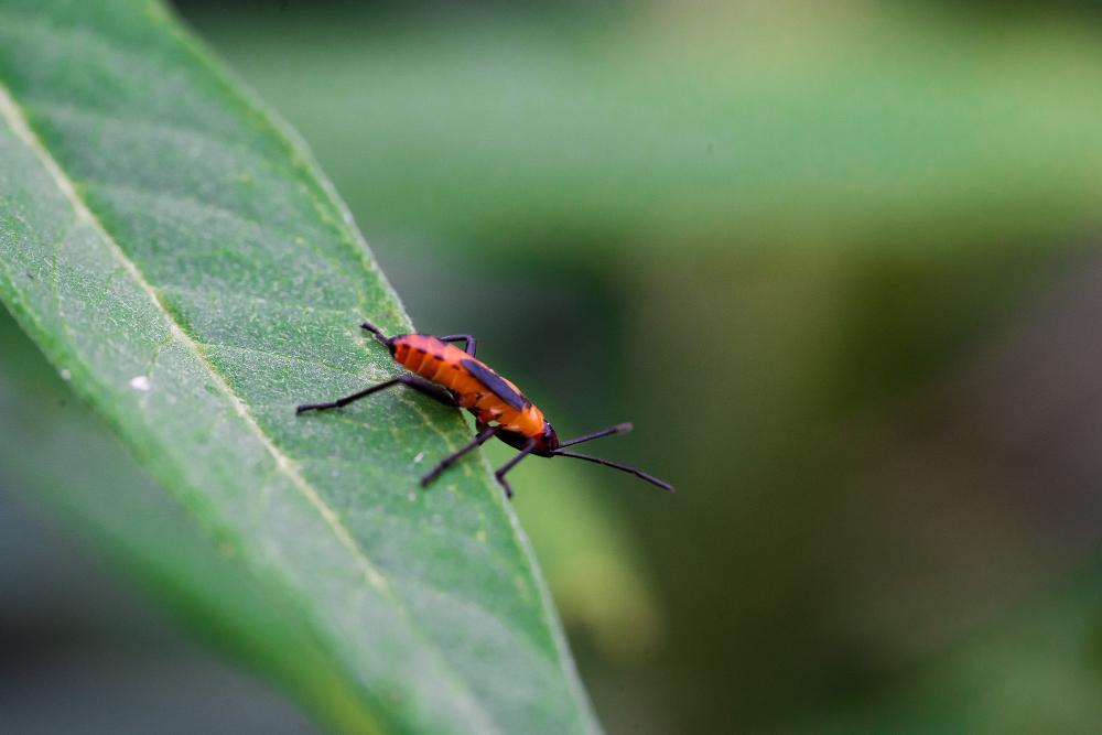 Holly-Springs-Pest-Control image Holly Springs Pest Control