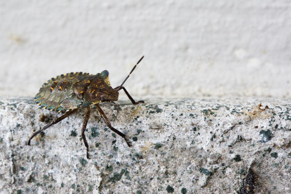 Pest-Control-Fuquay-Varina image Pest Control Fuquay Varina